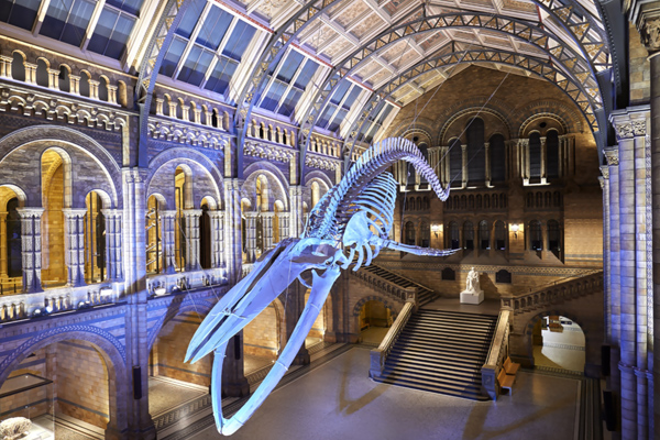 Natural History Museum